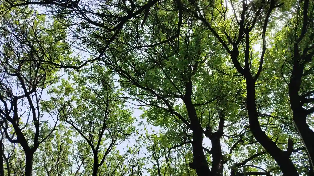 禁漫天堂官方页面下载图片1